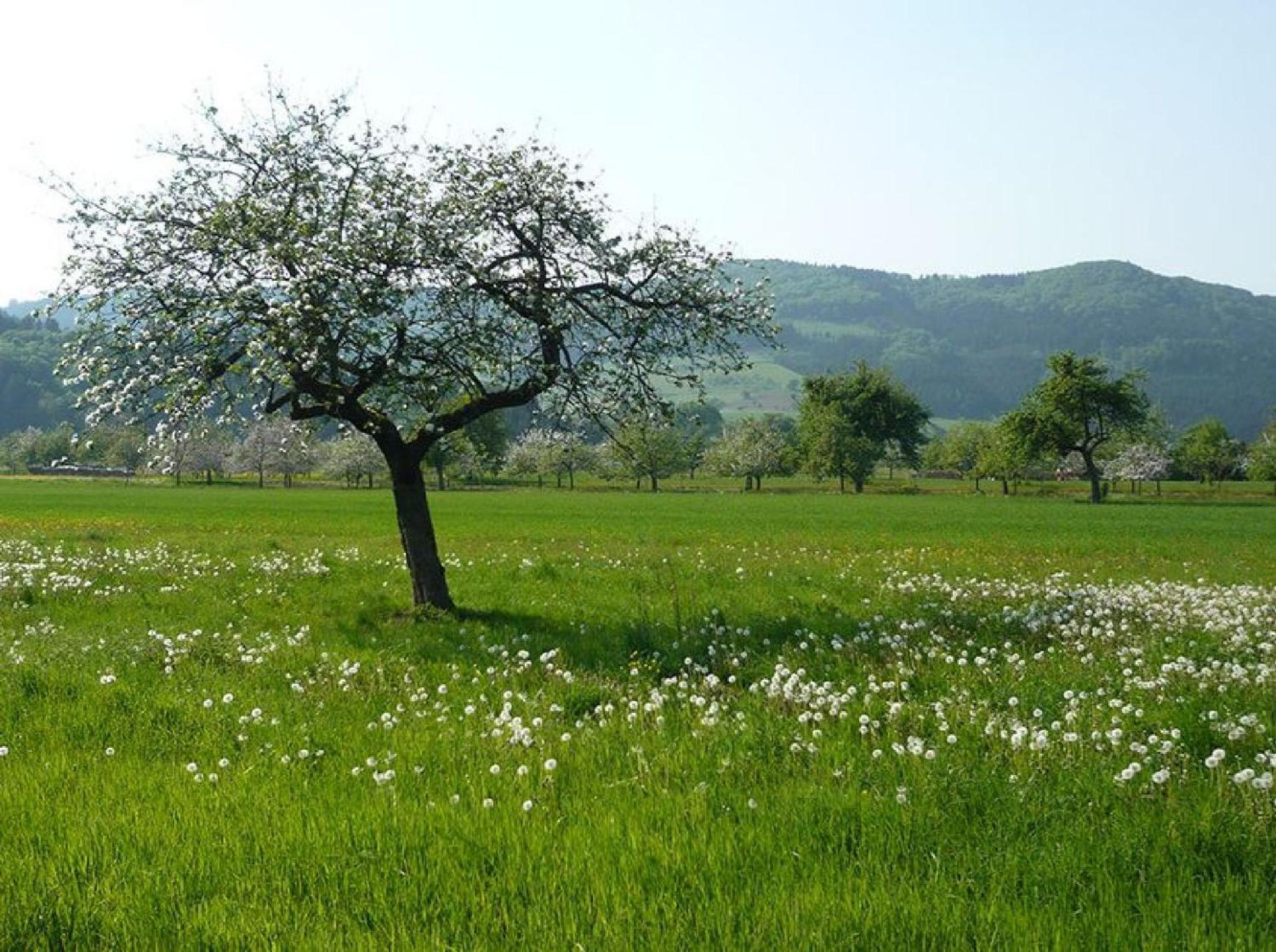 شقة Ziegelhof Schuttertal المظهر الخارجي الصورة